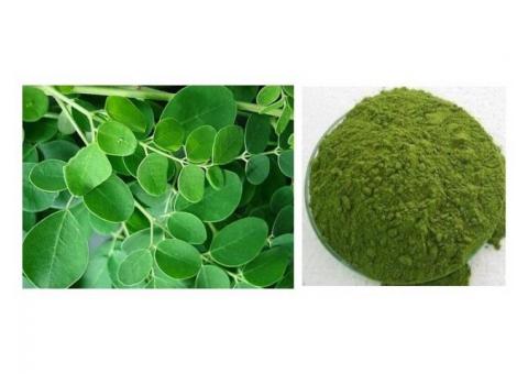 Organic Moringa Leaves | Leaf Powder | Oil Manufacturers, Wholesale