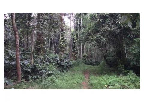 Coffee Estate and Farm House for sale in sakleshpur