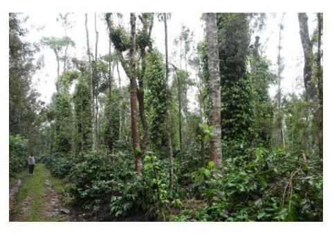 well maintained coffee estate for sale