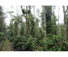 well maintained coffee estate for sale