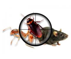 termite pest control in chennai