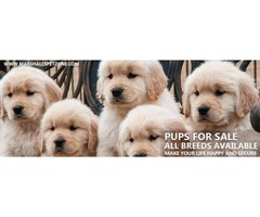 Pups For Sale:Genuine Breeds @ Best Price,Online + Door Delivery: Shih tzu, GSD,Lab & More