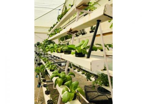 Why hydroponic farms are trending