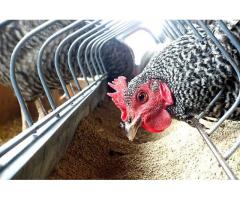 Layer Feed Manufacturers |  Layer Mash Feed Suppliers
