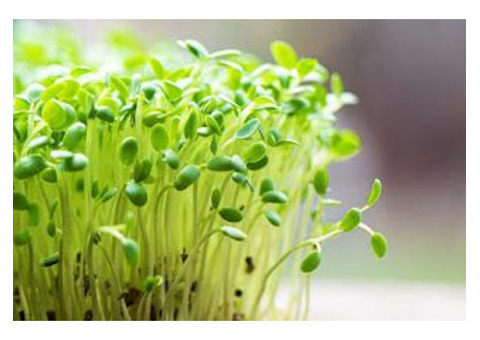 Sustainable Farming Practices: Exploring The Environmental Benefits Of Hydroponics
