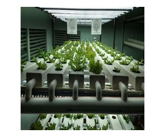 What Is Automated Hydroponic Farming System And How It Works ?