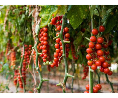 Hydroponics in Balconies: Small-Scale Farming for Hyderabad Apartments