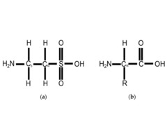 The Role of Taurine in Health and Nutrition: Insights from Leading Distributors