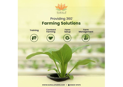 Investing in Hydroponic Farming: A Lucrative Business Opportunity in India