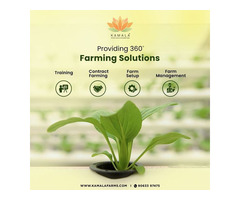 Investing in Hydroponic Farming: A Lucrative Business Opportunity in India