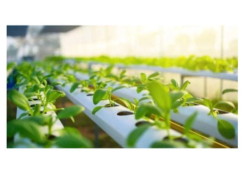 Budgeting for Hydroponic Farming: From Seed to Harvest