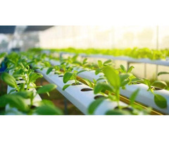 Budgeting for Hydroponic Farming: From Seed to Harvest