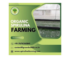 Organic Spirulina Farming | Efficient Spirulina Algae Cultivation