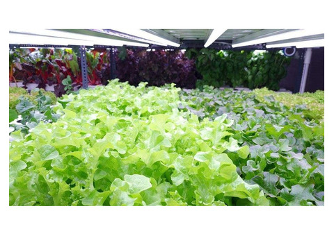 Essential Equipment for a Successful Hydroponic Farm