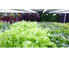 Essential Equipment for a Successful Hydroponic Farm